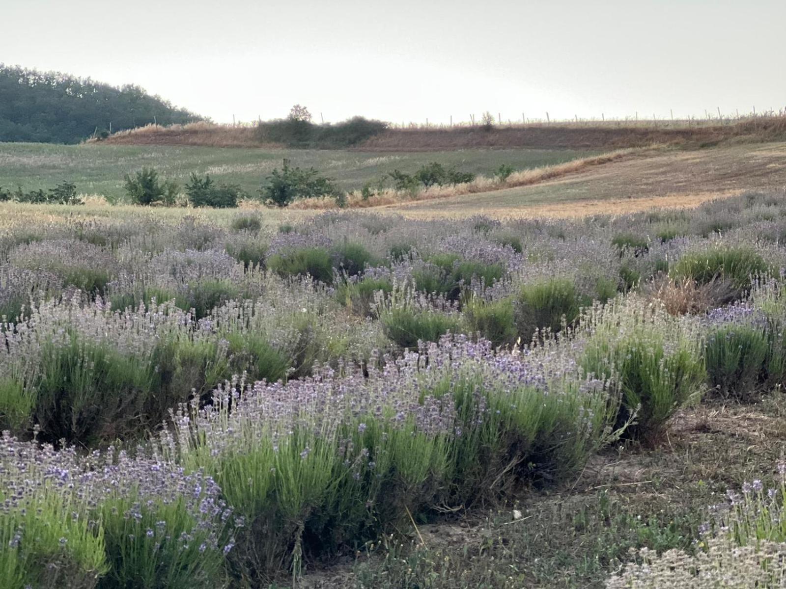 Bed & Breakfast La Del Molino Fortunago